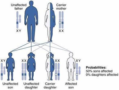 Which of the following represents a sex-linked trait?