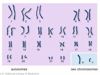 How many chromosomes do humans typically have?