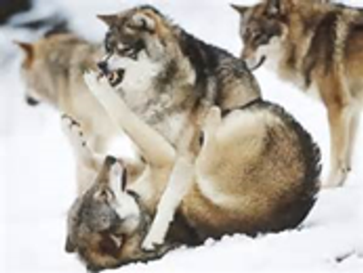 Are these wolves fighting or playing?