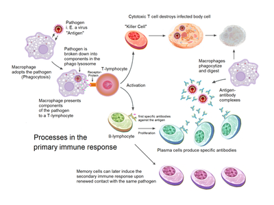 What is the role of antibodies in the body's immune system?