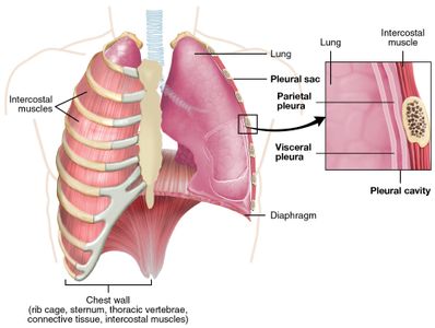 Which body system does nicotine negatively impact?