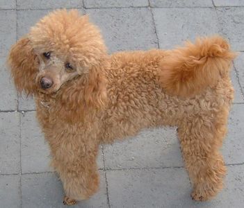 What breed is this?