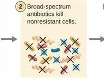 What is the role of antibiotics in microbiology?