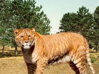 When you mix a lion and a tiger what is the species called/