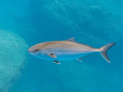 What is the deepest that a fish has been recorded to reach in the ocean?