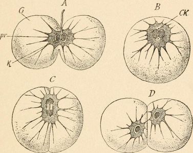 What is the study of genes and heredity called?