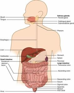 What is the largest organ in the human body?