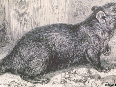 What two rodents were the main cause of the spread of the plague?