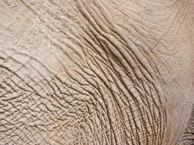 Which of these is true about elephant skin?