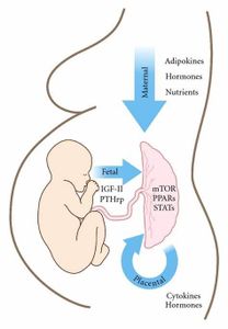 Can gluten cross the placenta and affect a fetus?