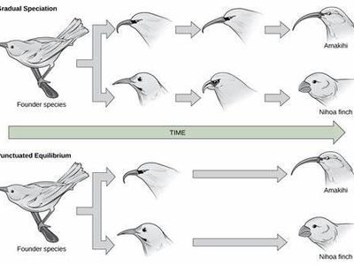 What is the term for the gradual change in species composition in a given area?