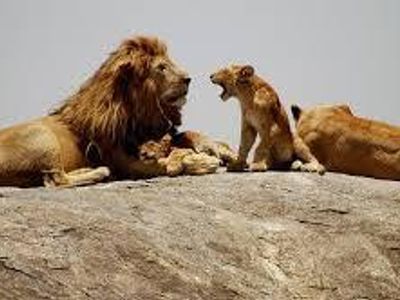 What is a group of lions called?