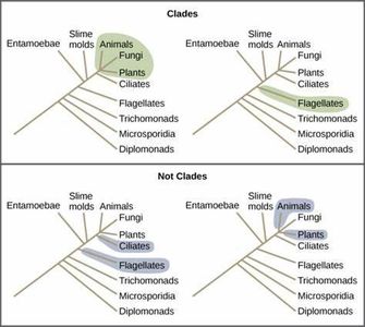 Which term refers to similar structures in different species that evolved from a common ancestor?