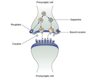 What is a long-term effect of cocaine use?