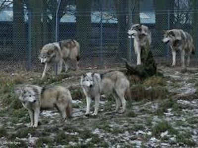 How long will a wolf averagely live in captivity? years months days hours?