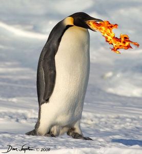 Which two people wrote this? 'this is penguin, penguin says hi. Penguins shouldn't fly or they'll die'