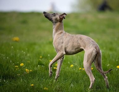 What breed of dog is this? (Capitalize each word)