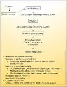 Which hormone is typically associated with stress during heartbreak?