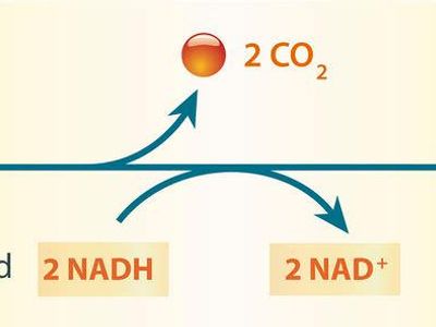 Which type of alcohol is produced from fermented grains or fruits?