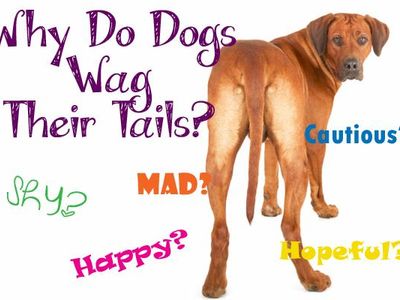 Lets start with a easy one, What does it mean when ur dog wags her/his tail?