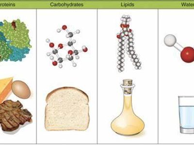 Which of the following is a good source of protein?