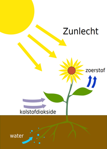 What is the process by which plants convert sunlight into energy?