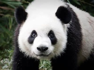 What percent of a pandas diet is bamboo? (Do not include percent sign)