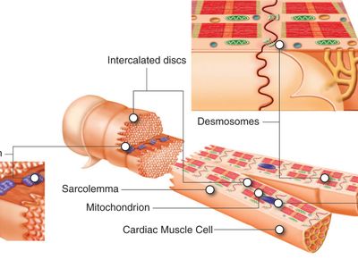 What is the name of the gap between neurons?