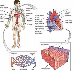 Which organ is responsible for filtering blood in the human body?