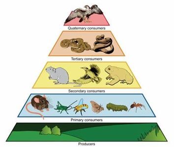 Which of the following is an example of a keystone species?