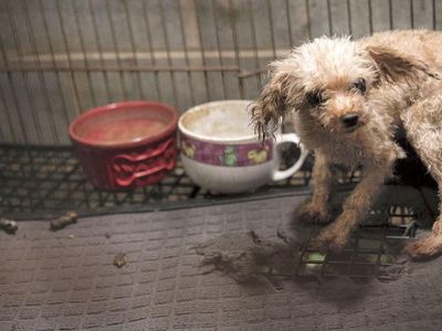 Puppy mills are when a idiot takes a bunch of innocent dogs and kills them and breed them 5 times a year! Puppy Mills are.....