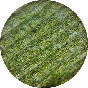 The most common plant cells are?