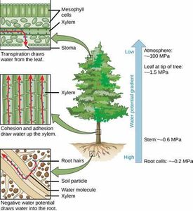 What is the process by which plants absorb water through their roots?