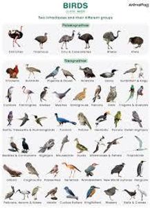 Birds are characterized by their: