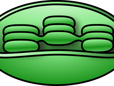 In which organelle does photosynthesis take place?