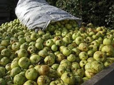 What fruit is traditionally used to make cider?