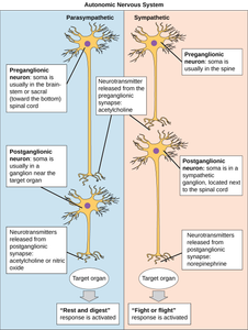 Which of the following is a function of neurotransmitters?