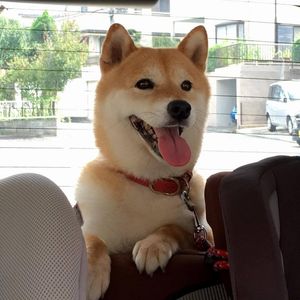 Shiba, sheeb, shebo or shoobshoob?