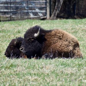 What is the national mammal of the United States?