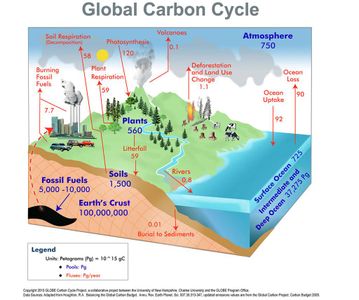 What is the most abundant element in Earth's oceans?