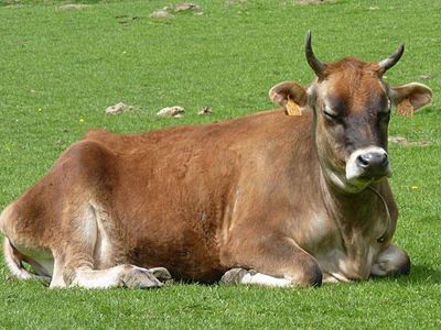 What color is a Jersey cow?