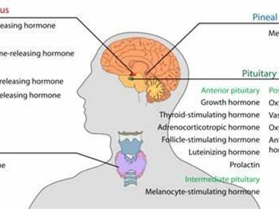 What is the purpose of the endocrine system?