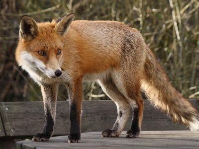 How many pounds does an average fox weigh?