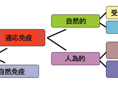 What is active immunity?