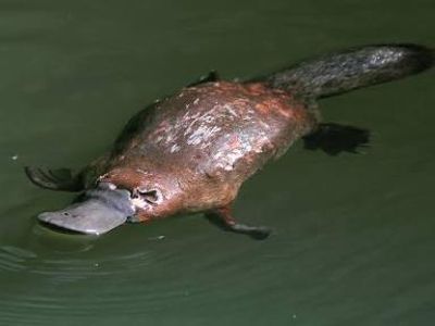 There are only two types of monotreme mamals in the world which are both indigenous to Australia