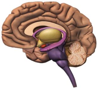 How does nicotine affect the brain?