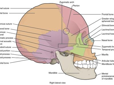 Which of the following bones is NOT part of the human skull?