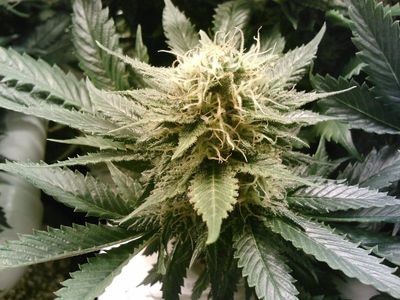 What is the primary psychoactive effect of marijuana?