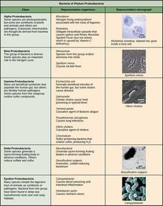 Which of the following is NOT a type of bacteria?