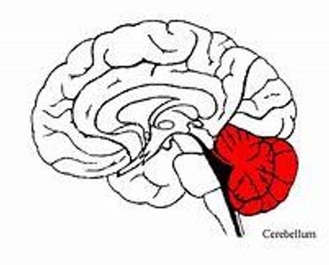 What is the function of cerebellum (easy)?